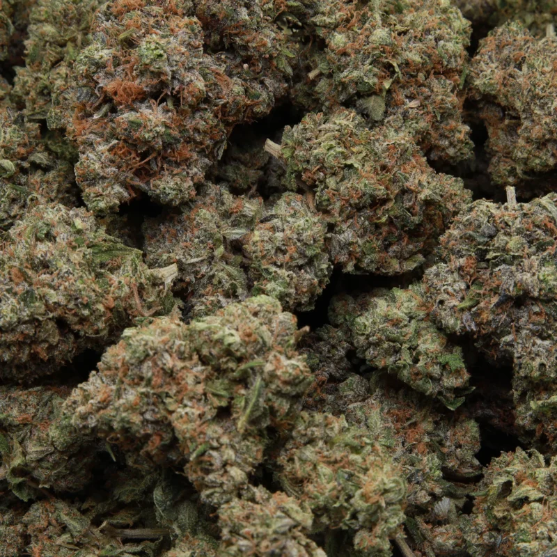 Bluefin Tuna — AAA— Indica - Image 2