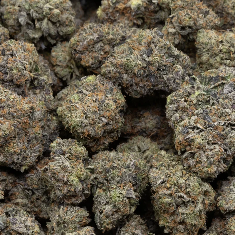 Greasy Pink — AAA+ — Indica