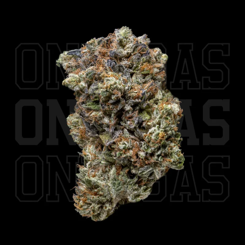El Chapo — AAA+ — Indica