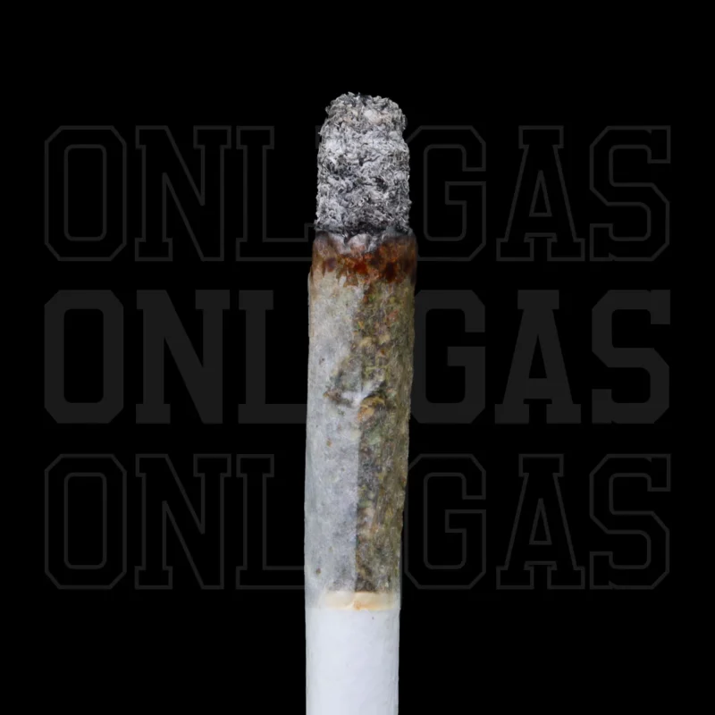 MKU — AAA — Indica - Image 2