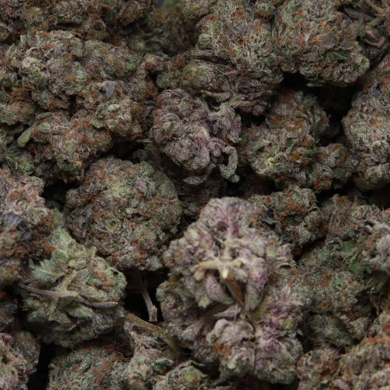 MKU — AAA — Indica - Image 3