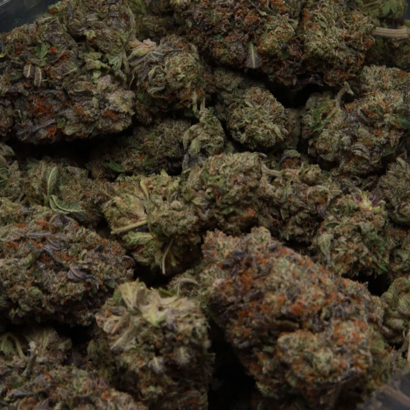 Pink Gorilla — AAA+ — Indica - Image 2