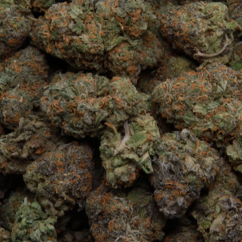 Rainbow Gusherz — AAA — Hybrid - Image 2
