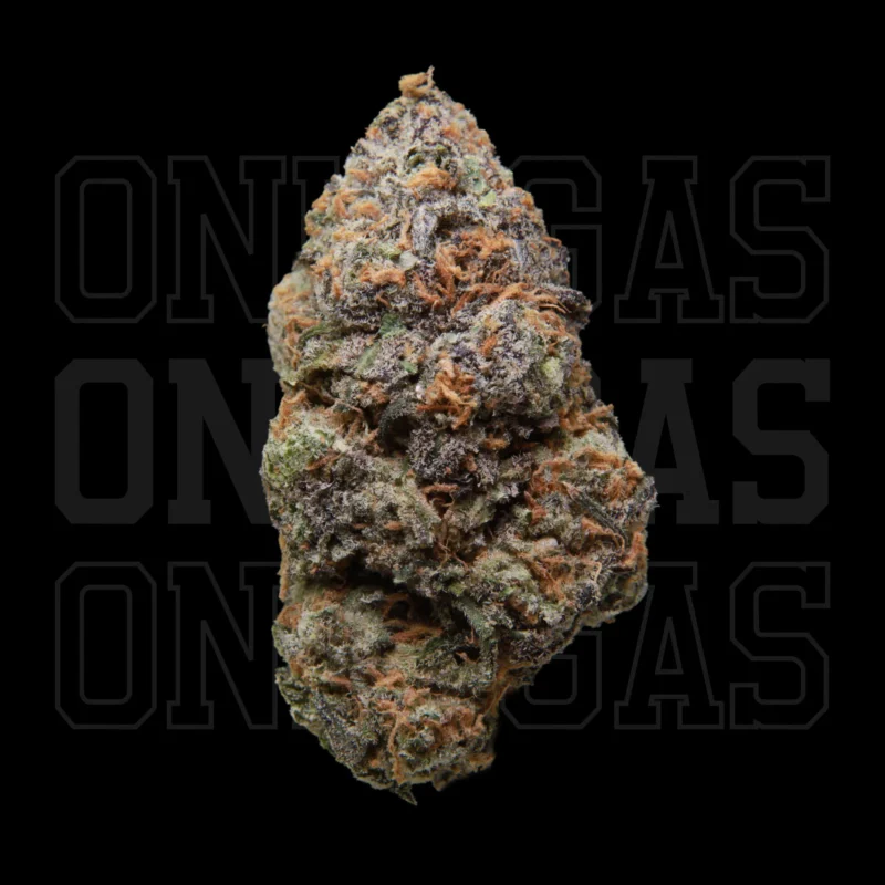 Rainbow Gusherz — AAA — Hybrid